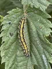 Aglais urticae