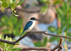 Todiramphus chloris davisoni