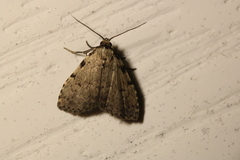 Dyspyralis puncticosta