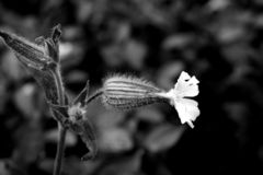 Silene latifolia alba