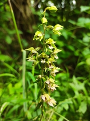 Epipactis