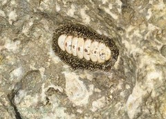 Acanthopleura