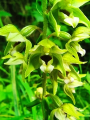 Epipactis