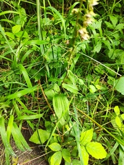 Epipactis
