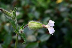 Silene latifolia alba