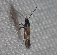 Euspilapteryx auroguttella