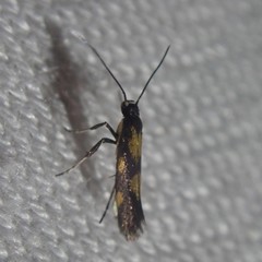 Euspilapteryx auroguttella