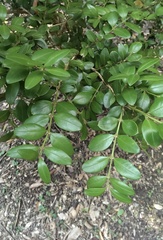 Buxus sinica