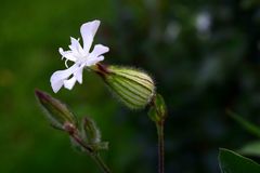 Silene latifolia alba