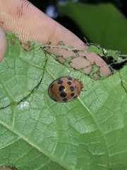 Epilachna tredecimnotata