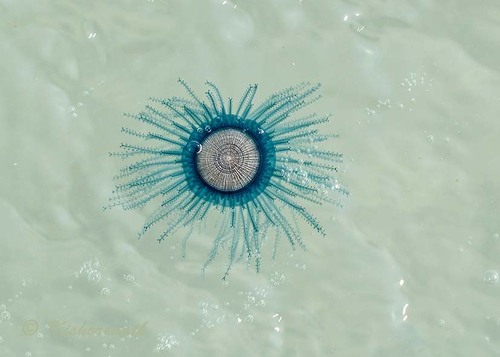 Porpita porpita (Linnaeus, 1758)