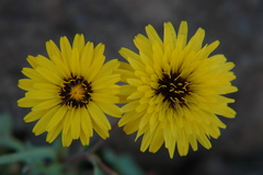 Reichardia tingitana