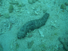 Holothuria mexicana