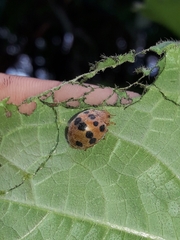 Epilachna tredecimnotata