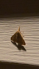 Phalaenostola metonalis