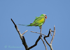 Psittacula alexandri abbotti