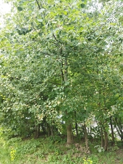Populus tremula