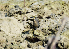 Butorides striata spodiogaster