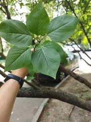 Syringa vulgaris