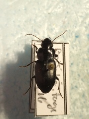 Xestonotus lugubris
