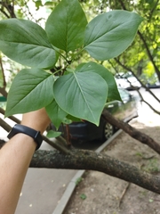 Syringa vulgaris