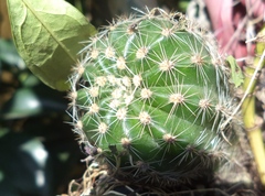 Echinopsis