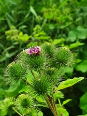 Arctium lappa