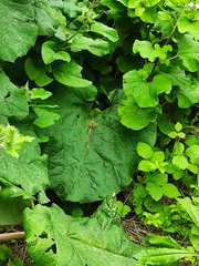 Arctium lappa