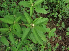 Croton glandulosus septentrionalis