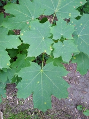 Acer platanoides