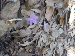 Pseuderanthemum praecox