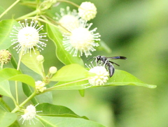 Anterhynchium flavomarginatum