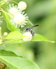 Anterhynchium flavomarginatum