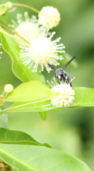 Anterhynchium flavomarginatum