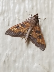 Diacme elealis