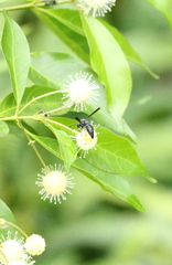 Anterhynchium flavomarginatum
