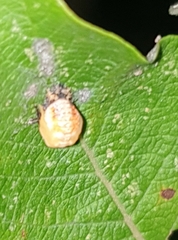 Coccinella septempunctata