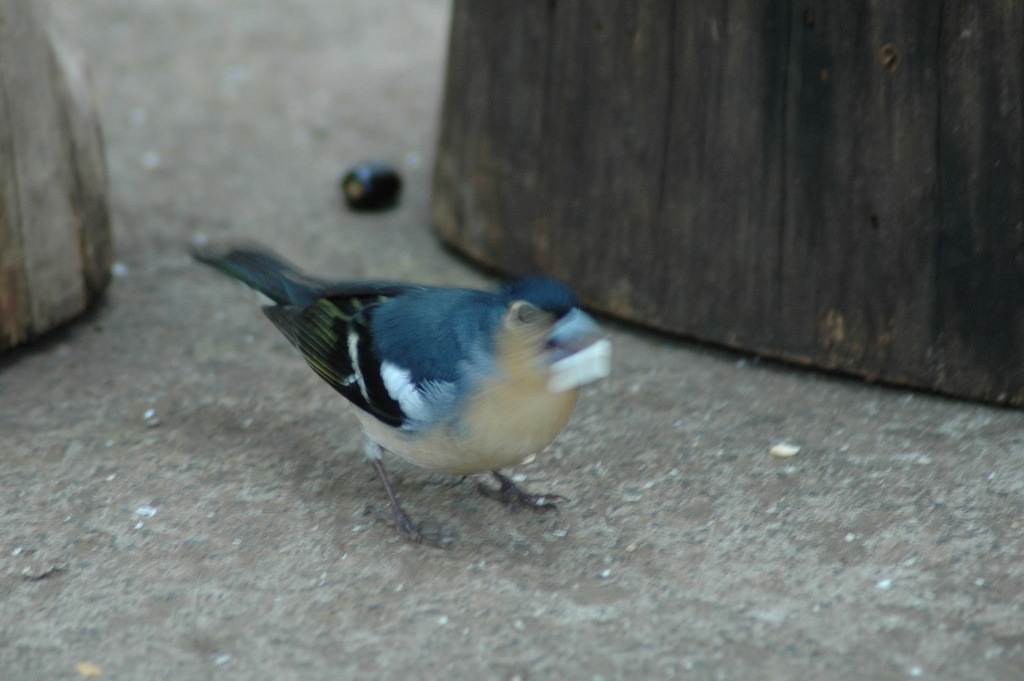 Common Chaffinch (Canary Is.)