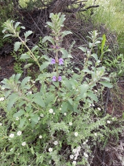 Dracocephalum olchonense