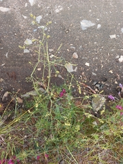 Persicaria angustifolia