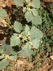 Chrozophora tinctoria