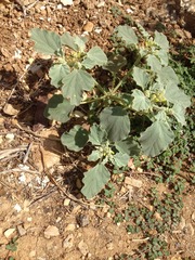 Chrozophora tinctoria