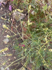 Persicaria angustifolia