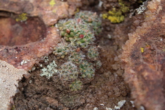 Mammillaria gilensis