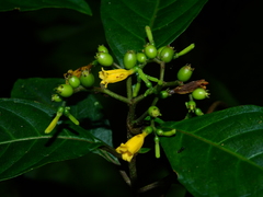 Hamelia axillaris
