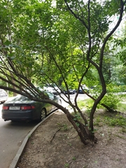 Syringa vulgaris