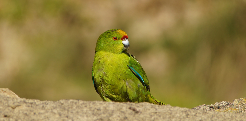 Chatham Islands Parakeet photo