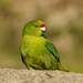 Chatham Islands Parakeet - Photo (c) Catherine Beard, some rights reserved (CC BY-NC)