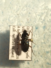Pterostichus commutabilis