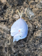 Selene setapinnis